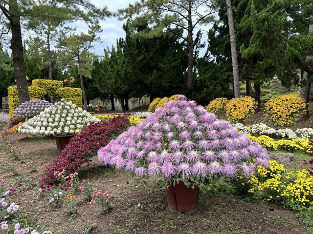 chrysanthemum2