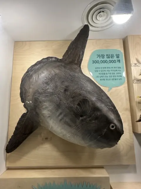 fish2