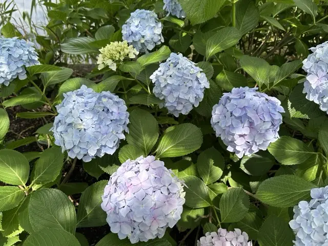 hydrangea