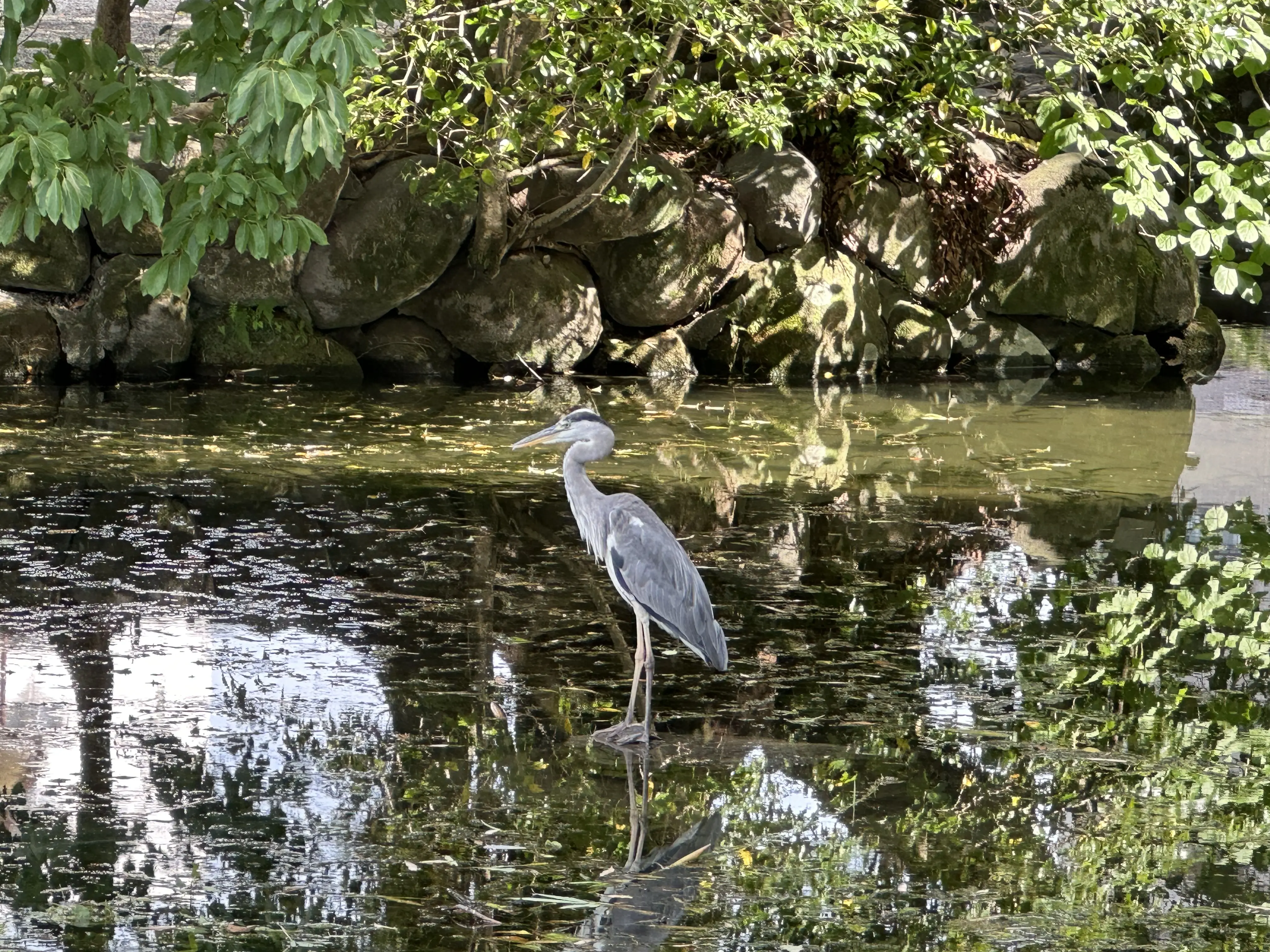 bird